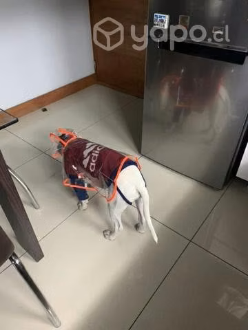Sudadera adidog y parca impermeable