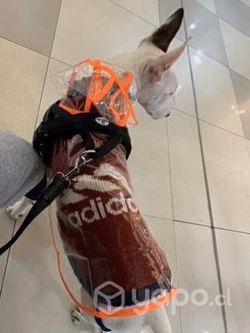Sudadera adidog y parca impermeable