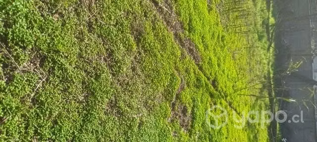 Terreno - Imagen 3