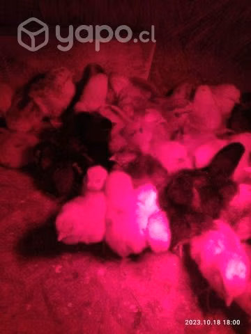 Pollitos disponibles - Imagen 5