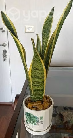 Plantas interior