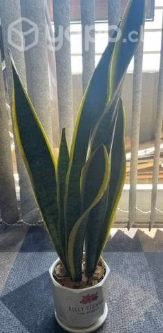 Plantas interior