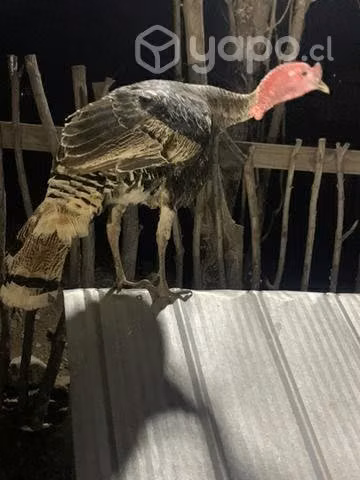 Pavo común reproductor