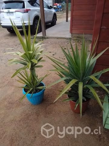 Hermosas Yucas - Imagen 2