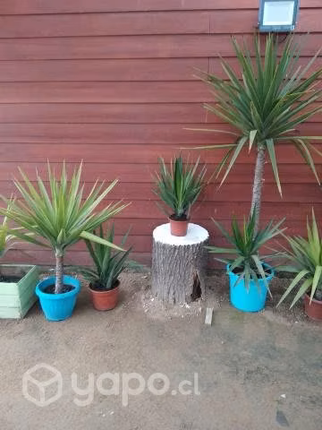 Hermosas Yucas - Imagen 4