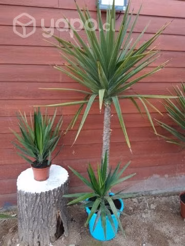 Hermosas Yucas - Imagen 5