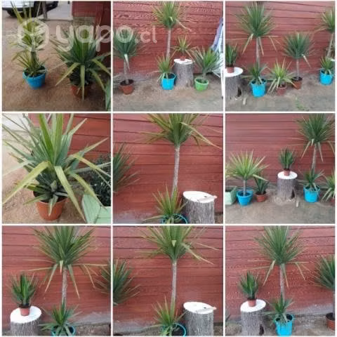 Hermosas Yucas