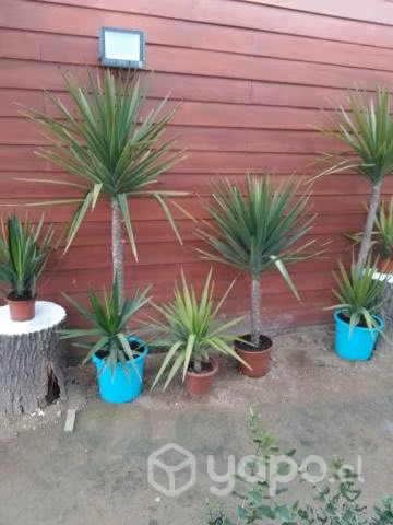 Hermosas Yucas - Imagen 3