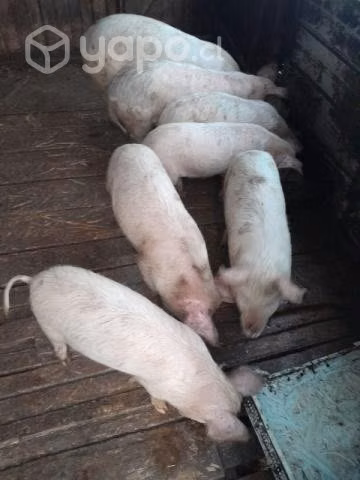 Chanchos