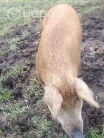Lote de cerdos