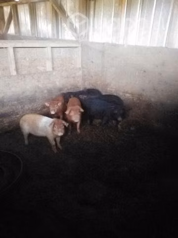 Lote de cerdos