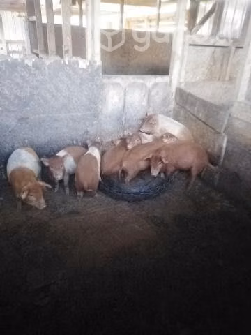 Lote de cerdos