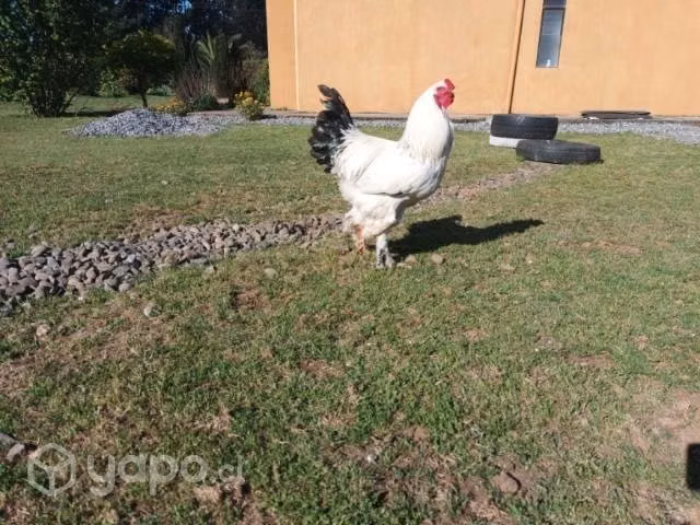 Gallos Brahma