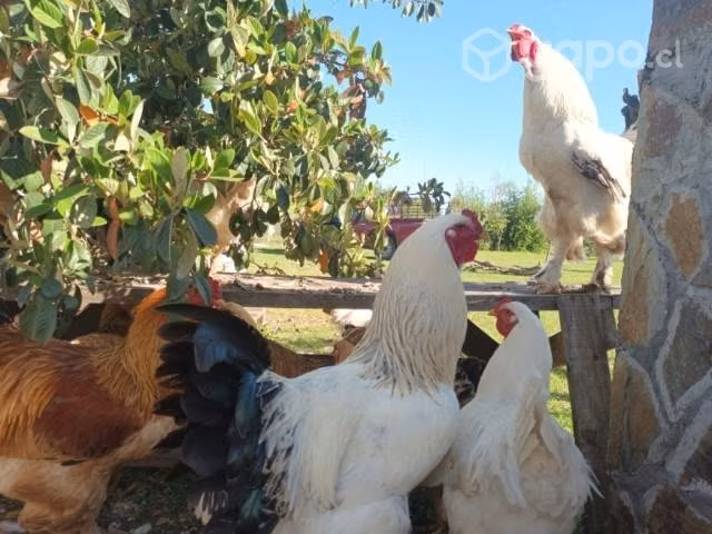 Gallos Brahma