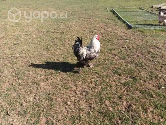 Gallos Brahma