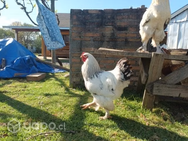 Gallos Brahma
