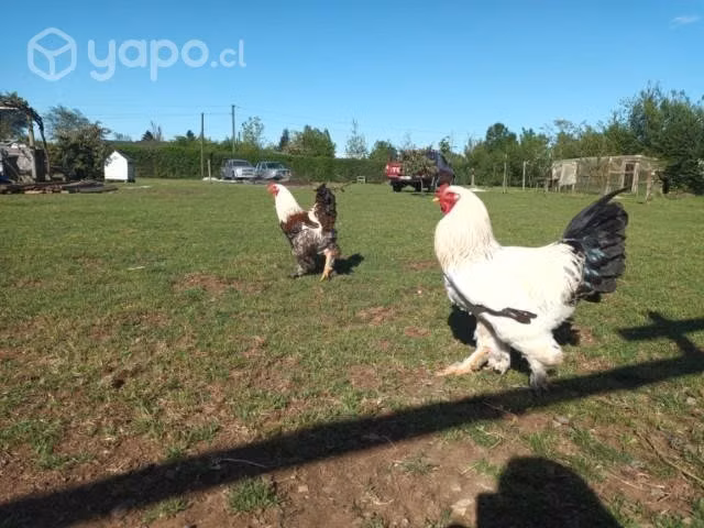Gallos Brahma