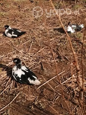 Patos - Imagen 2