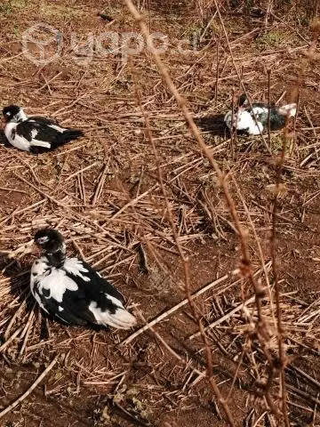 Patos