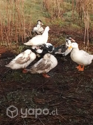 Patos - Imagen 6