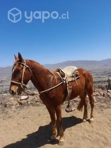 Caballo manso