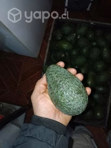 Palta hass