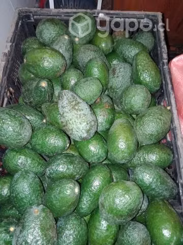 Palta hass - Imagen 4