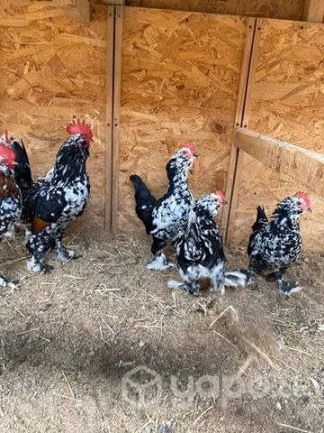 Pollas y pollos Duccle - Imagen 2