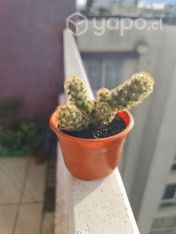 Cactus y suculentas
