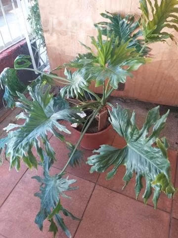 Planta nobse su nombre mi patio es muy pequeño