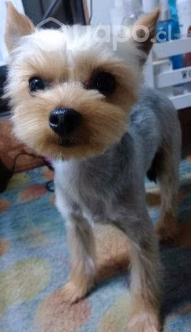 Peluqueria canina