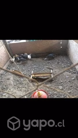 Gallinetas - Imagen 2