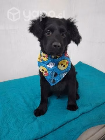 Tommy en adopción