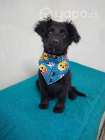 Tommy en adopción