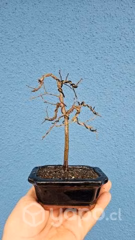 Prebonsai Olmo Chino