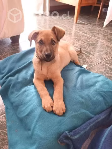 Adopción cachorro abandonado