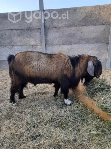 Lote de Chivo y cabra