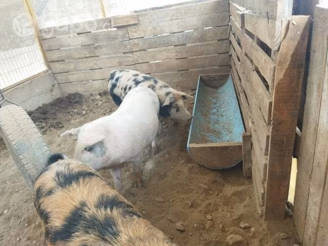 Chanchos - Imagen 2