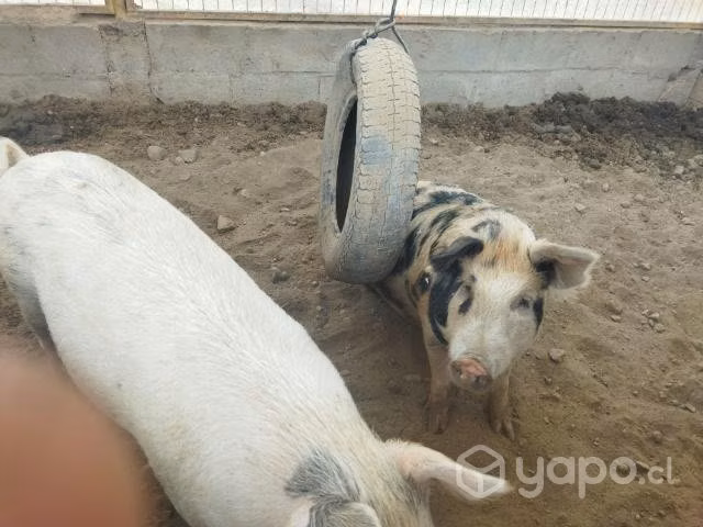 Chanchos