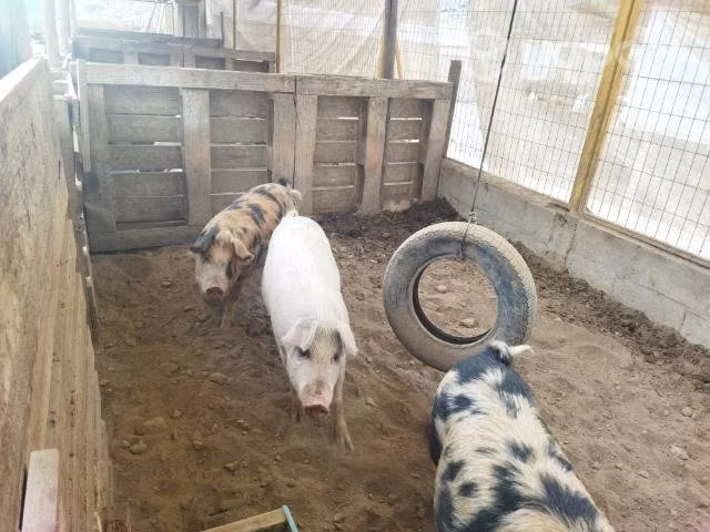 Chanchos - Imagen 3