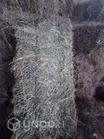 Fardos de alfalfa