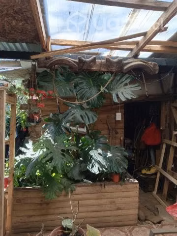 Monstera 2mt