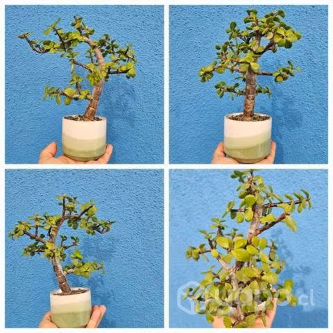 Suculenta Portulacaria afra