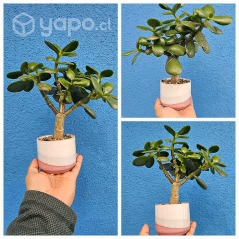 Suculenta Jade