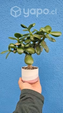 Suculenta Jade