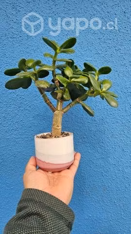 Suculenta Jade