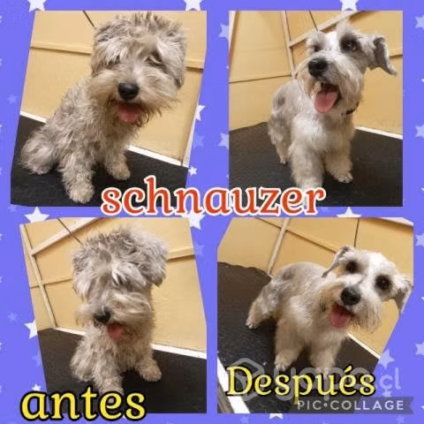 Peluquería canina a Domicilio