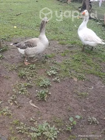 Gansos