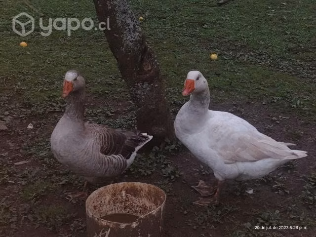 Gansos