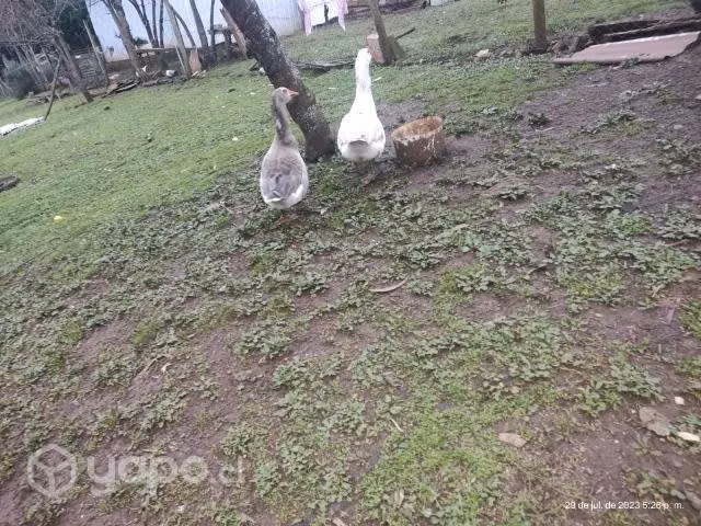 Gansos